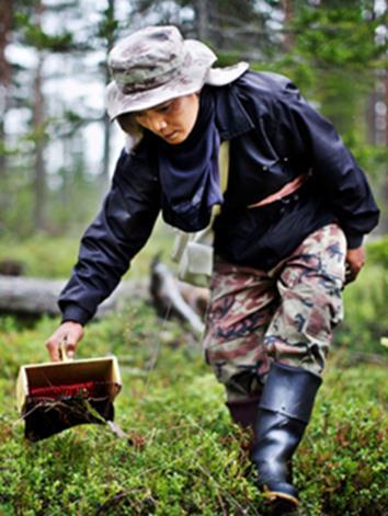 Asetuksessa määritelty - Valvottua tuotantoa Luomuvalvonnan piiriin kuuluu toimija, joka - Harjoittaa luomukeruuta omistamallaan maalla (metsänomistaja /