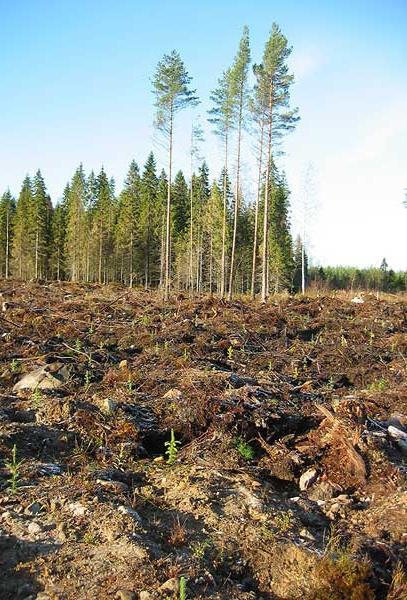 Säästöpuut Kuolleista puista katsaus tekeillä (Mistra EviEM)