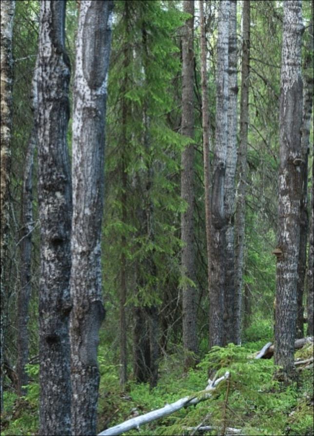 Luonnonhoidollisia tavoitteita myös metsätaloustoimenpiteissä Puulajikoostumus (haapa, jalot