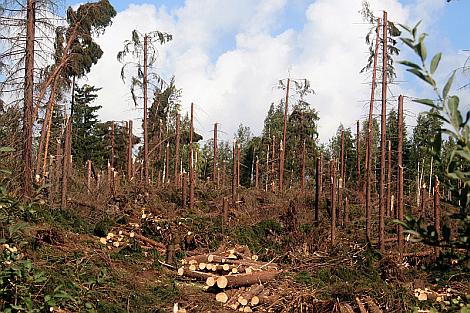 Kuvassa taka-alalla syöksyvirtauksen aiheuttama täydellinen puustotuho tiheään metsään Rautjärvellä. Puut kaatoi ja katkoi 29.-30.7.2010 Asta-rajuilma.