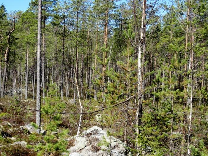 kohdalla.