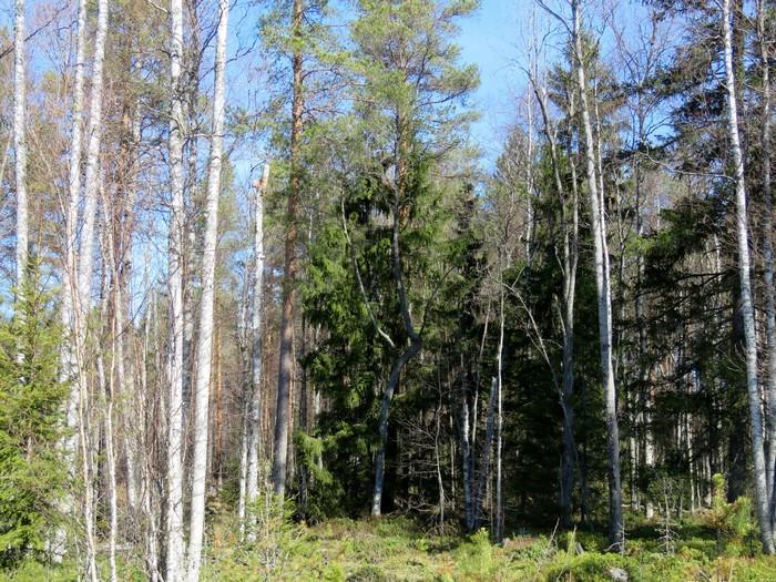 kohdalla kuvattu luoteeseen Kuva 8.