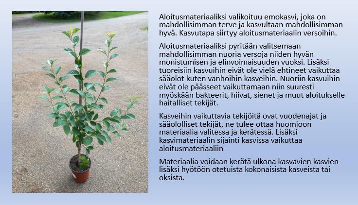 37 2.1 Aloitusmateriaali Aloitusmateriaaliksi kelpaavat mahdollisimman tuoreet ja nuoret verson osat.