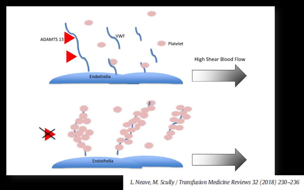 Entä TTP Tromboottinen trombosytopeeninen purppura (TTP) Kongenitaalinen / immunologinen