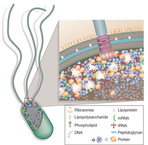 Tyhennysvuorovaikutus ( depletion interaction ) Soluissa palon eri kokoisia