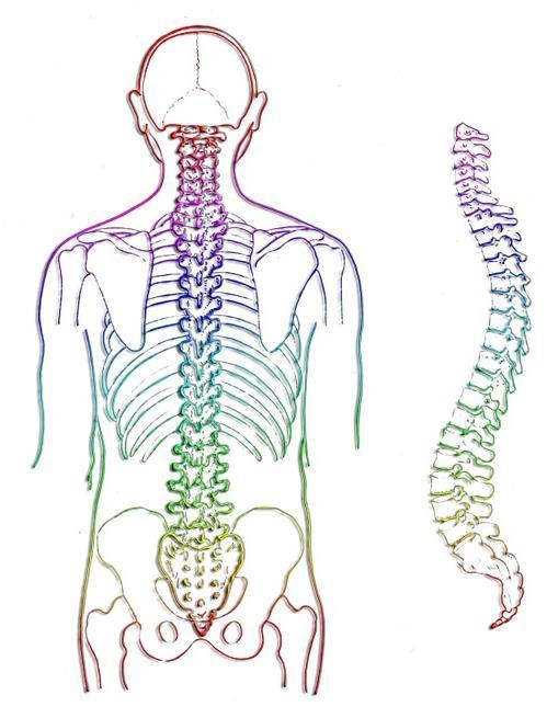 Mikä on skolioosi? Normaali selkäranka kaareutuu rintarangasta taaksepäin (kyfoosi) ja lannerangasta eteenpäin (lordoosi). Takaa katsottuna normaali selkäranka on suora.
