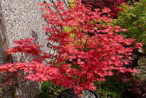 ! Tuore 40-50 29,50 Keltapunainen 5-tai 7-halkoinen, sahalaitainen lehti. Pieni koristepuu! Ra+++ Hollanti JAPANINVAAHTERA Acer palmatum 'Beni-Maiko' I-II Talvetus kellarissa!