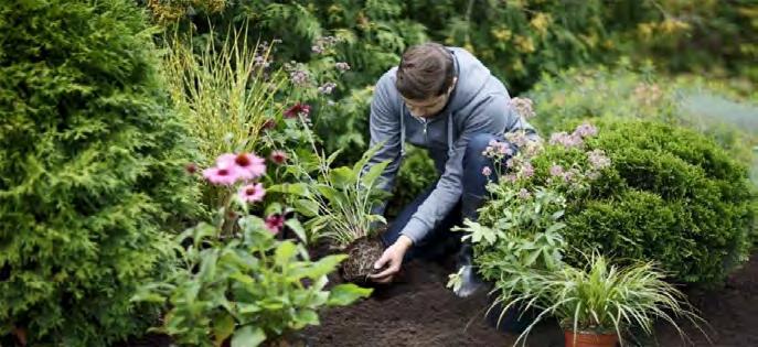 elo-syyskuu KIRJOSORSIMO Glyceria maxima 'Variegata' vihreä 1 m Tuore Koristeheinä 6,00 Kirjavalehtinen koristeheinä, joka kasvaa myös matalassa vedessä!