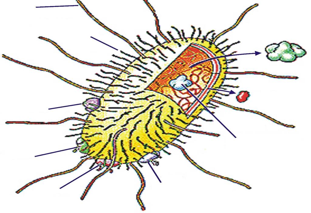 Bordetella pertussis Fimbriae