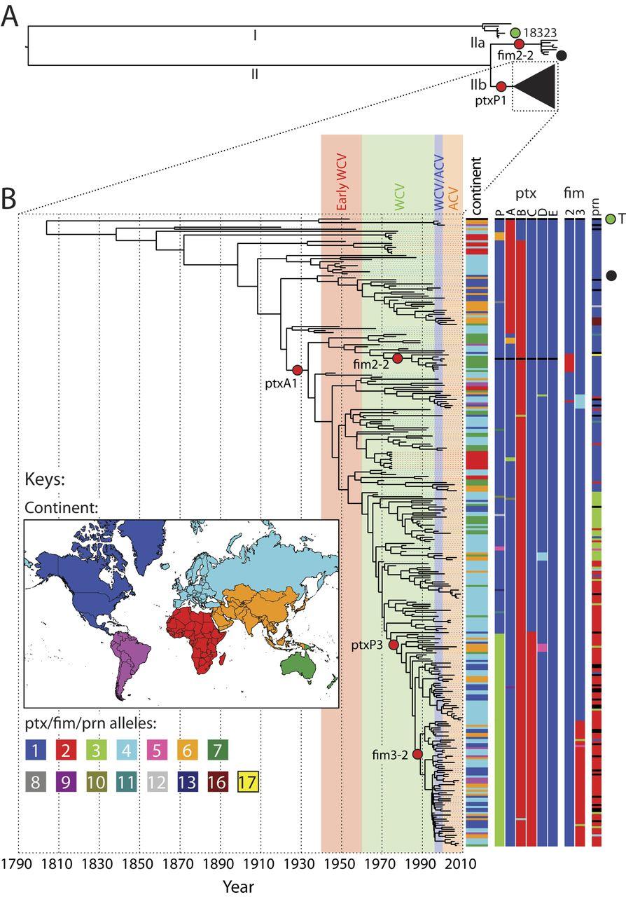 Global phylogeny of B. pertussis Bart M J et al. 2014;mBio:1074-14 Analysis of the genomes of 343 B.