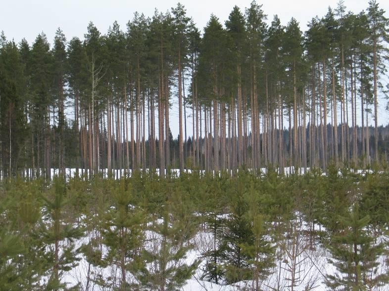 Metsät ja metsätalous pähkinänkuoressa 23 miljoonaa hehtaaria metsämaata, peittää 86% maa-alasta Vuosikasvu 107 milj. m 3 /a Puustopääoma 2.