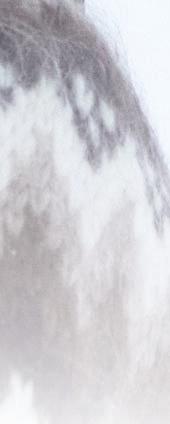 ą