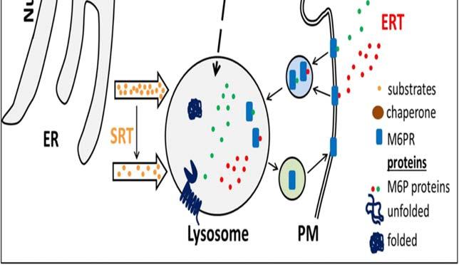 Kaitsijaproteiinihoito (chaperone) Migalastaatti Eräät missense-mutaatiot aiheuttavat GLA-entsyymin väärinlaskostumisen