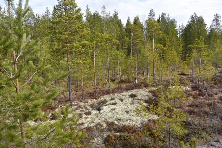 Talousmetsinä käsitellyllä alueella on kaksi luonnontilaisen kaltaista metsäkuviota, jotka voidaan kuitenkin tulkita metsälain 1093/1996 3 luvun 10 mukaisiksi tärkeiksi