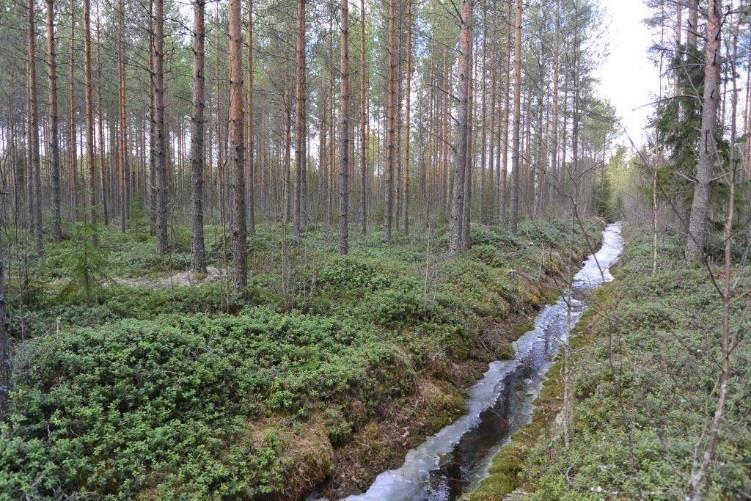 Tanskanlakson itäpuolista ojitettua turvekangasta, jolla ei ole