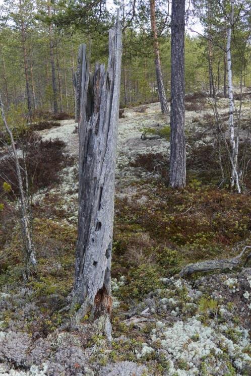 suojaamaksi tärkeäksi elinympäristöksi. Kallioselänteillä kasvaa iäkkäitä, ja osin kilpikaarnoittuneita mäntyjä.