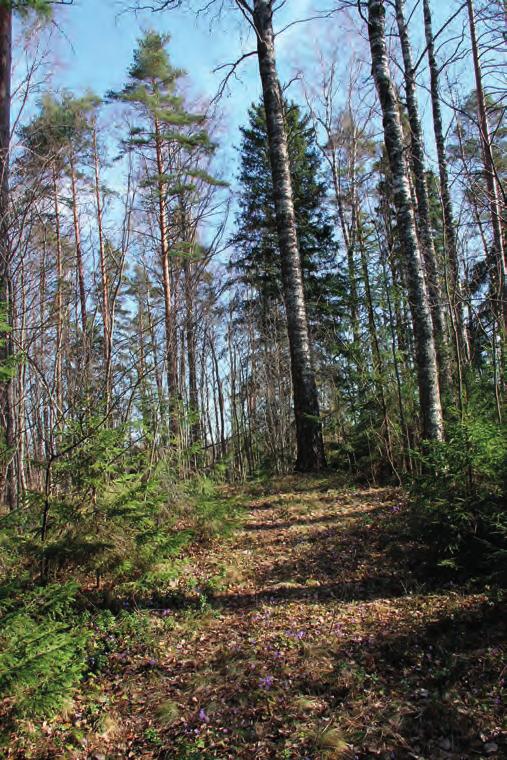 Suomen Luontotieto Oy TAMMELAN LIESJÄRVEN JUURINIEMEN JA PIRTTINIEMEN RANTA-ASEMAKAAVA-ALUEIDEN LUONTOARVOJEN PERUSSELVITYS 20