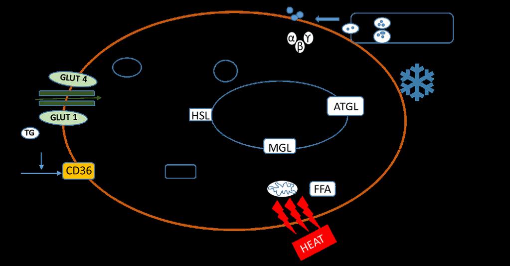 24 Review of literature Figure 2. Key metabolic signaling pathways in brown adipocyte during cold and insulin stimulation. Modified from (Peng et al., 2015). 2.2.3 BAT and insulin resistance Currently, there is much interest in understanding how activating BAT can prevent and/or treat obesity as well as T2DM.