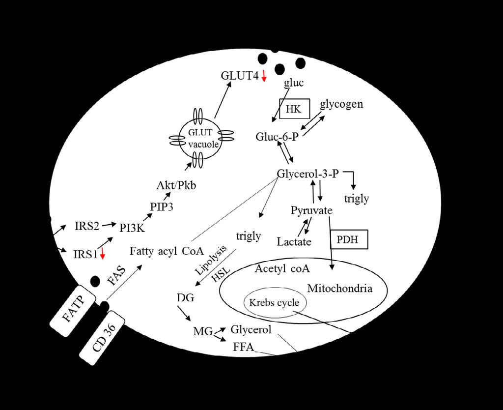 Review of literature 27 Figure 3. Illustration of the regulation of glucose and free fatty acid uptake in white adipocyte.