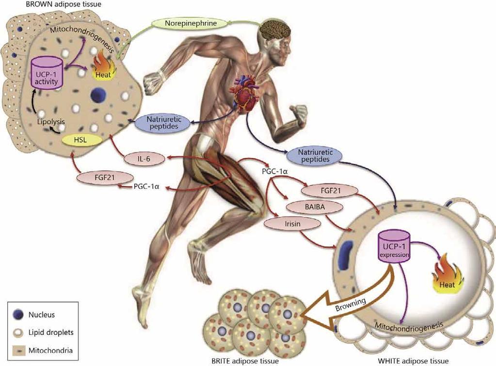 40 Review of literature Figure 5. The underlying mechanisms of BAT activation with exercise through activation of the sympathetic nervous system, heart and skeletal muscle.