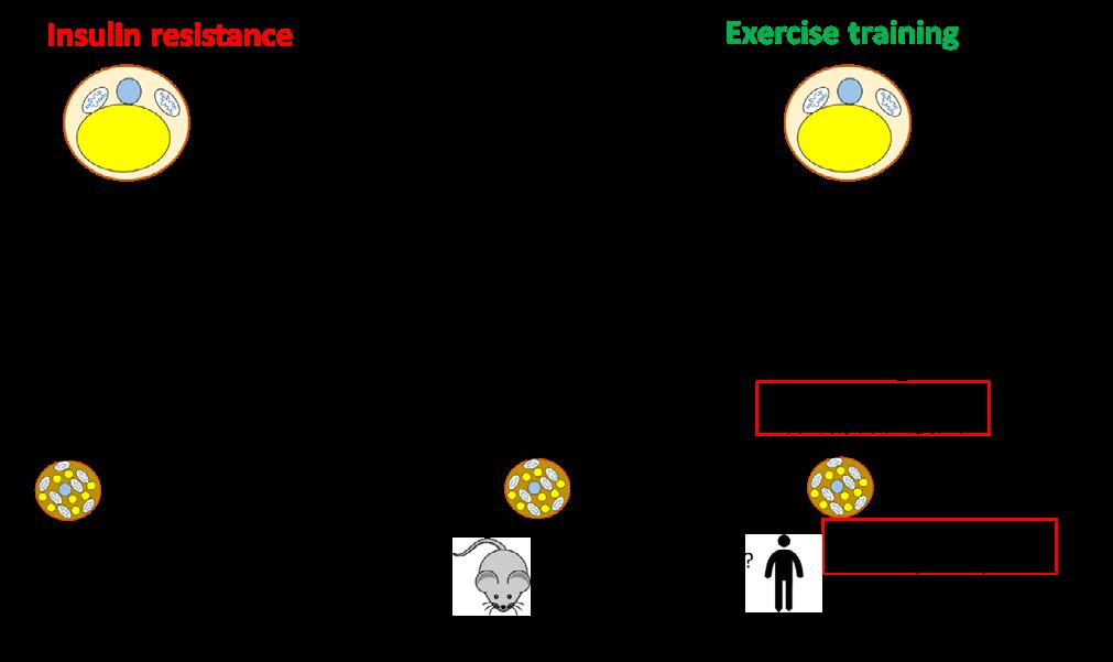 44 Review of literature 2.7 Summary of the literature review Figure 6. Adipose tissue changes (WAT and BAT) with insulin resistance (left).