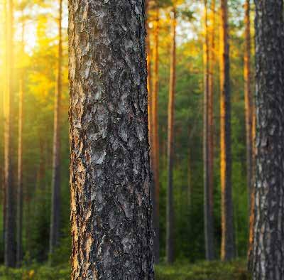 A L U S T A V A Miksi sijoittaa? T U O T 200% * I N T O K E R R O Metsäosakekori I/2019 tarjoaa mahdollisuuden saavuttaa hyvä tuotto maltillisella riskillä.