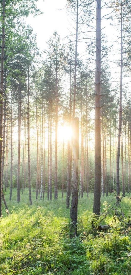 varmistaa ruokapakkausten puhtauden ja turvallisuuden