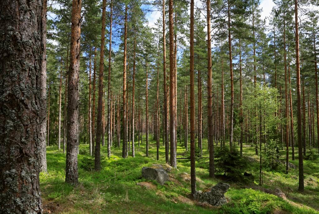 1,15 miljoonaa hehtaaria