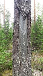 Syy miksi puuta oli vaurioitettu, oli se, että puusta saadaan myöhemmin hyvä tervaspuu.