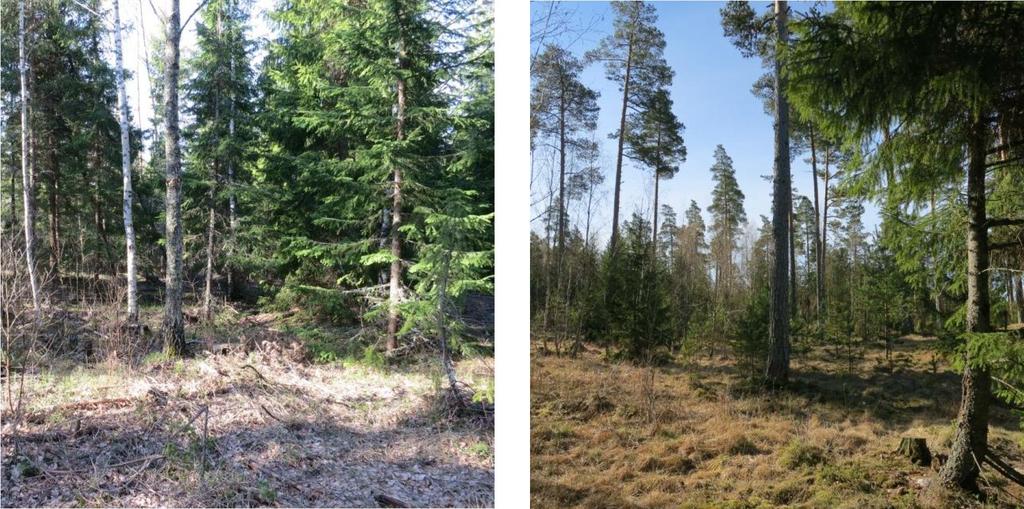 Kuvat 3 ja 4. Suunnittelualueen metsät ovat monin paikoin harvennettua talousmetsää, joilla ei ole huomattavia luontoarvoja. 5 MUUT LAJIT Suunnittelualueen linnustoon kuului 25.4.2014 tyypillistä kallioisten puolukka- ja mustikkatyyppi kankaiden lajistoa.