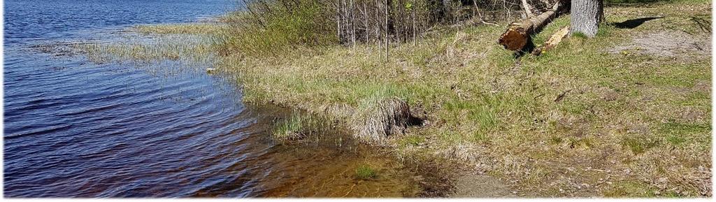 Nykyinen koirien uittopaikan hiekkaranta-alue, jossa ei kasva puustoa/pensasta rannassa on n. 10 m leveä. Vesikasvillisuutta on rantaviivassa noin 150 m matkalla, pinta-alaltaan n. 1800 m 2.
