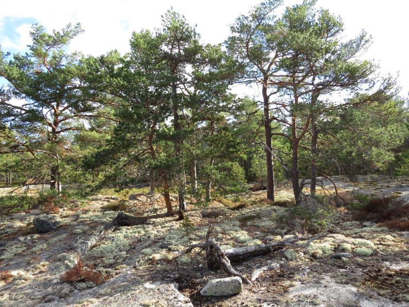 kangasrahkasammal (Sphagnum capillifolium), kivikynsisammal (Dicranum scoparium), isohirvenjäkälä (Cetraria islandica) ja palleroporonjäkälä (Cladonia stellaris).