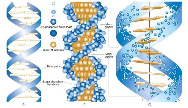 The Double Helix DNA molecules usually consist