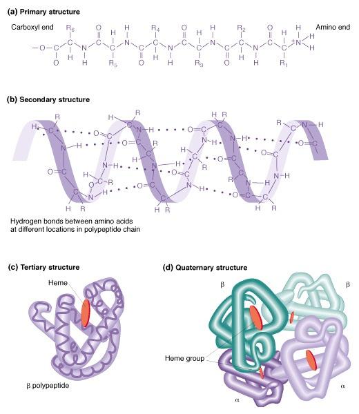 Protein Structure Proteins are poly-peptides of 70-3000 amino-acids This