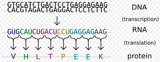 Genetic code: DNA