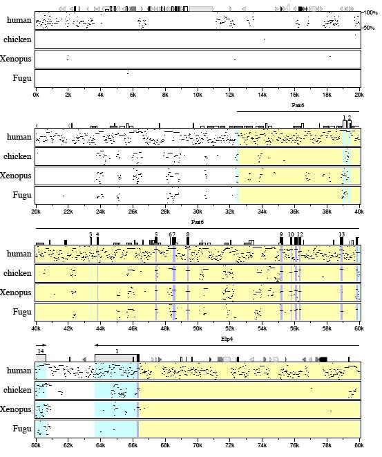 Example of pip plot for 80 kb surrounding the Pax6 locus