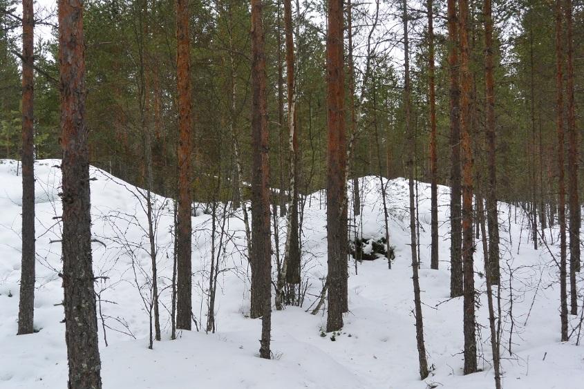 Lähimaisemaa hallitseva maastonkohta 5.