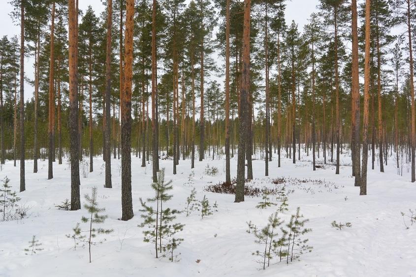 70 80 vuotta vanhaa kuivaa kangasmetsää ja karukkokangasta.