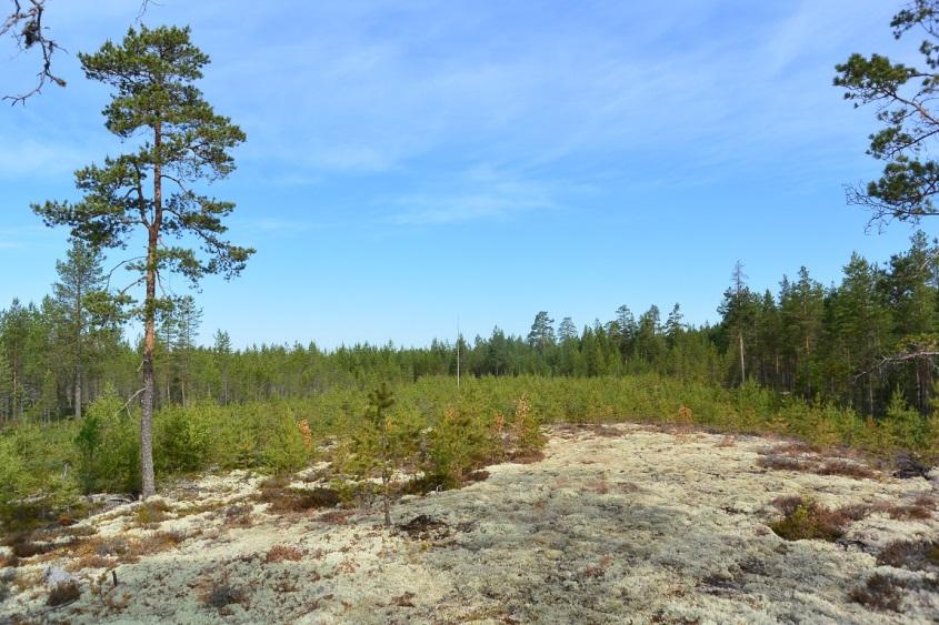 Tutkitun alueen metsät ovat karuja