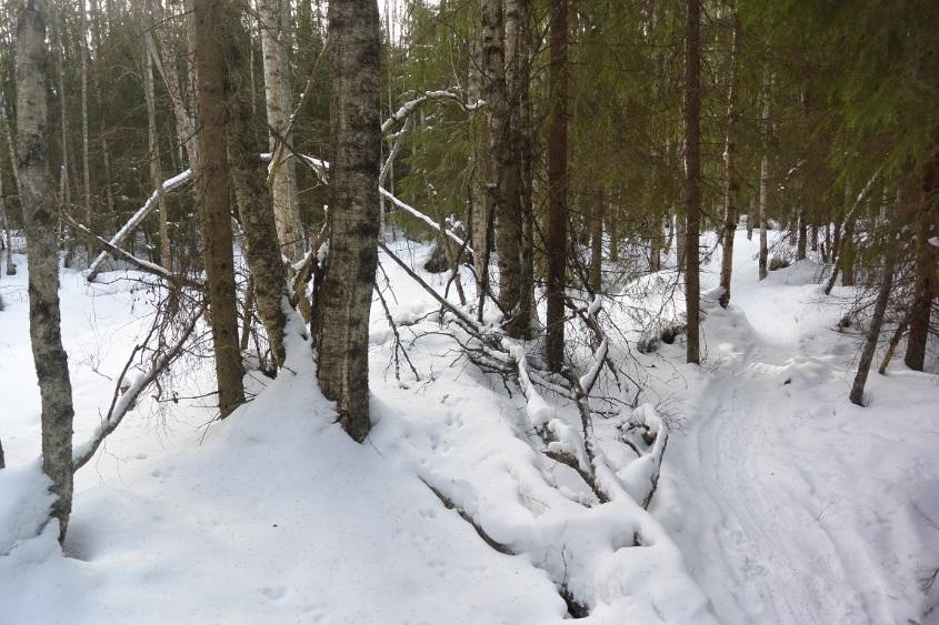 Monipuolinen kasvillisuus, runsaasti lehtipuustoa ja lahopuita. Luomaa seuraileva polku on suosittu lähivirkistysreitti Pajuluoman ja Kärjen asukkaille.