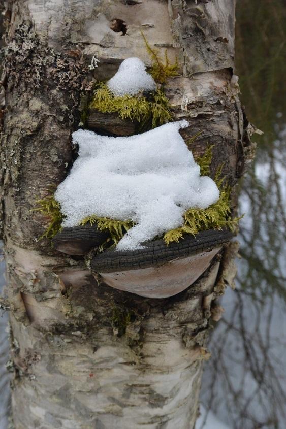 taulakääpä (Fomes