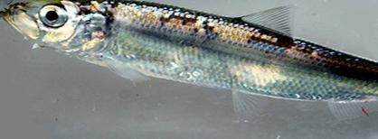 Ahven sisävesillä ja rannikolla Suosituskoko sisävesillä: 15 20 ja rannikolla: 18-23 cm Silakka avomerellä Hg-analyyseihin kukin kala analysoidaan erikseen (tarvitaan 10+ kalaa) Hg-näytteiden