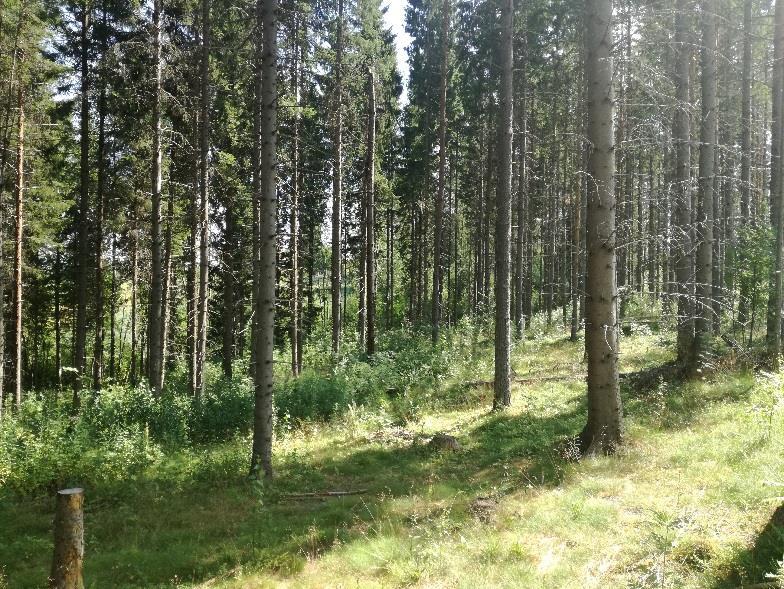 3. Tulokset 3.1 Luonnon kuvaus 3.1.1 Lehtomainen kangas Rinteessä on käsiteltyä ja avointa lehtomaista kangasta.