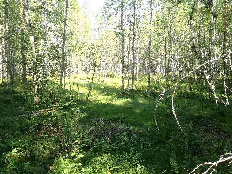 Alueella kasvaa suurimmaksi osaksi korkeintaan keski-ikäisiä kuusia, joista monien alaoksia on karsittu. Pohjoisempana on jonkin verran myös haapaa.