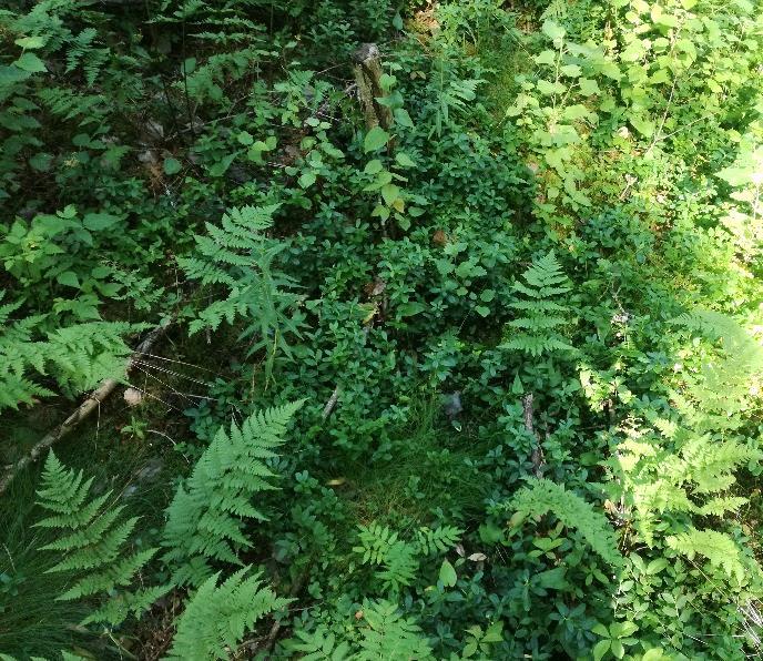 Kenttäkerroksessa runsaimpana ovat oravanmarja, käenkaali, sudenmarja, hiirenporras, metsäimarre, metsätähti ja vadelma. Myös muun muassa ranta-alpia ja puna-ailakkeja tavattiin. Kuva 3.