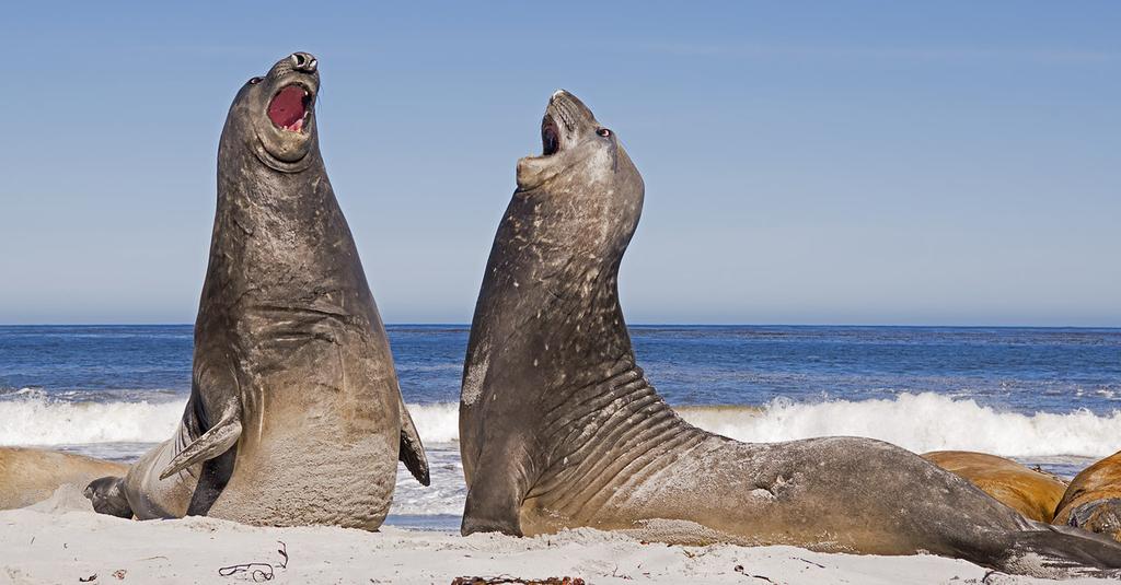 Laskeudumme Mount Pleasantin sotilaslentokentälle East Falkland saarelle. Kentän ympärillä on brittiläisten yli 2000 sotilaan harjoitustukikohta ja kuvaaminen on kentän alueella jyrkästi kielletty.