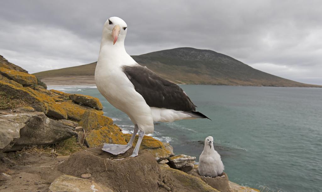 Voimme seurata lähietäisyydeltä, kun albatrossit saapuvat ruokkimaan pesätornien päässä kököttäviä poikasia.