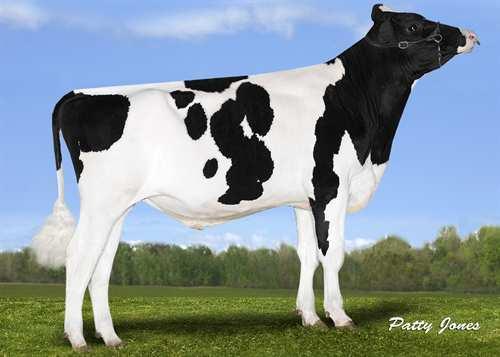 Galore STANTONS GALORE 0200HO10857 SILVER x CAMARO x MOGUL SEAGULL-BAY SILVER STANTONS CRAZY 4 CAMARO VG-88-3YR-CAN STANTONS CAMARO LARCREST CRAYON VG-87-4YR-CAN 6* MOUNTFIELD SSI DCY MOGUL LARCREST