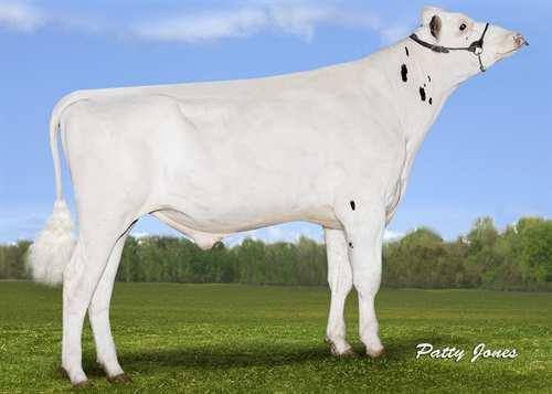 Gatsby STANTONS GATSBY 0200HO10591 CAPITAL GAIN x MOGUL x SUPER STANTONS CAPITAL GAIN STANTONS MOGUL ERIKA VG-87-3YR-CAN 1* MOUNTFIELD SSI DCY MOGUL STANTONS SUPER ELDA GP-83-2YR-CAN 11* CHARLESDALE