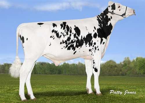 Performer-P STANTONS PERFORMER 0200HO10595 POWERBALL-P x NUMERO UNO x SUPER VIEW-HOME POWERBALL-P ROCKYMOUNTAIN UNO LYZA VG-85-2YR-CAN 2* AMIGHETTI NUMERO UNO ROCKYMOUNTAIN SUPER LEITA EX-90-7YR-CAN